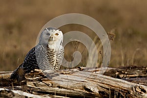 Snowy Owl (Bubo scandiacus). photo